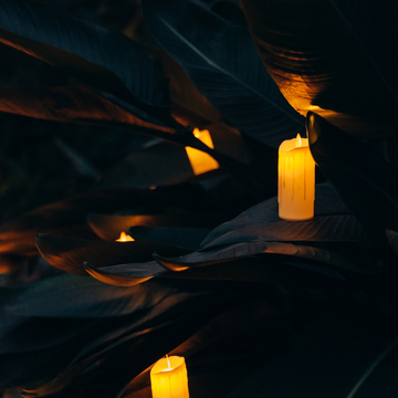 Концерт при свечах «Эми Уайнхаус трибьют» в Оранжерее Таврического сада со скидкой до 40%