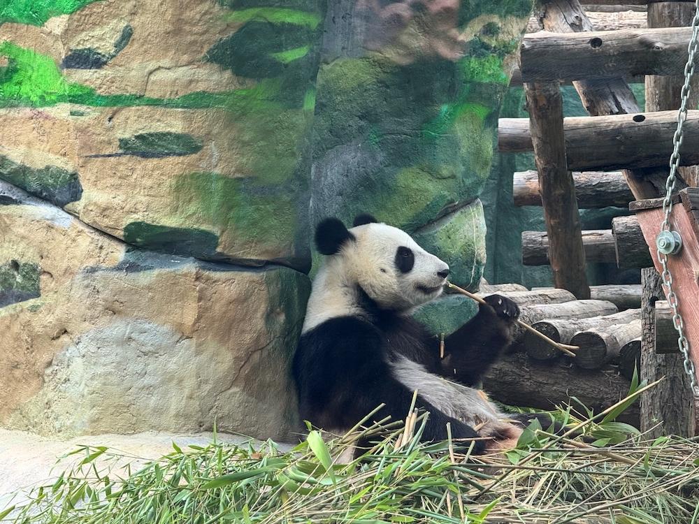 Московский зоопарк: режим работы летом 2026