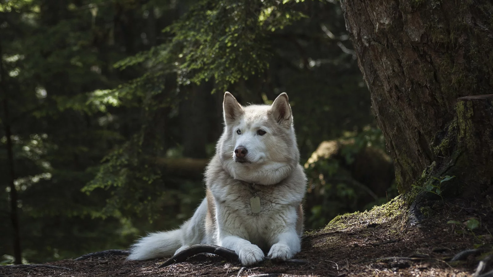 Однодневный тур «Карельские хаски и мраморный мир» со скидкой до 22%