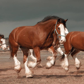 Прогулка на лошадях и пони в конном клубе «Гвардия» со скидкой до 58%