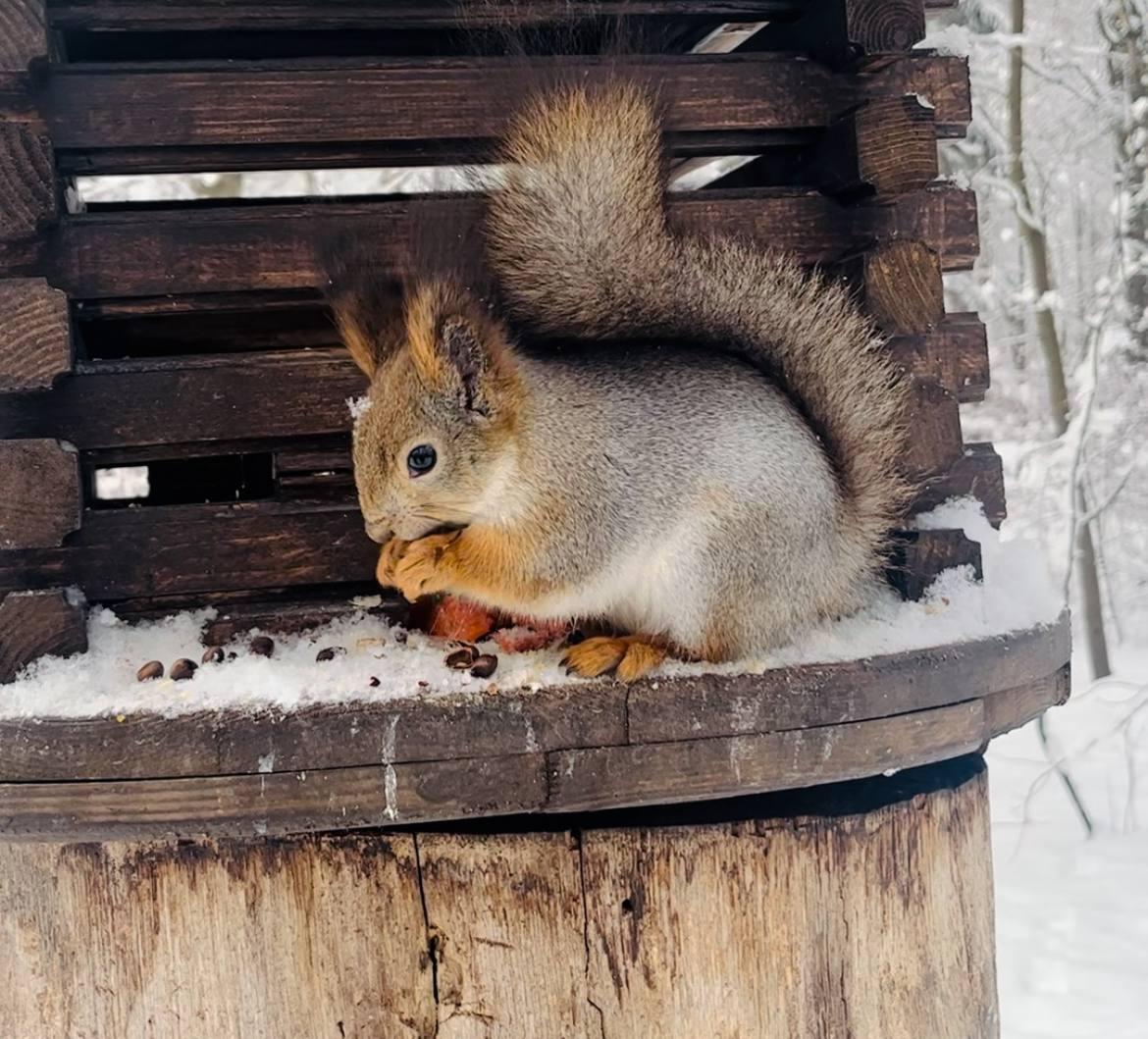 Где встретить белок в Петербурге и Ленобласти: список мест