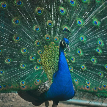 Московский зоопарк