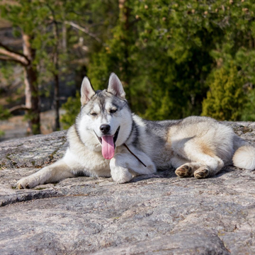 Однодневный тур «Карельские хаски и мраморный мир: всё включено» со скидкой до 38%