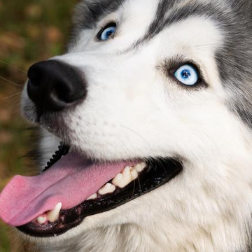 Дог-трекинг по маршруту «Качинские столбы» со скидкой 20%