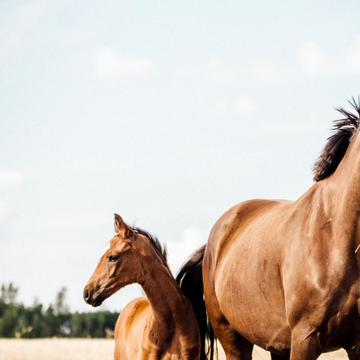 Конная прогулка с инструктажем в Адлере со скидкой 20%