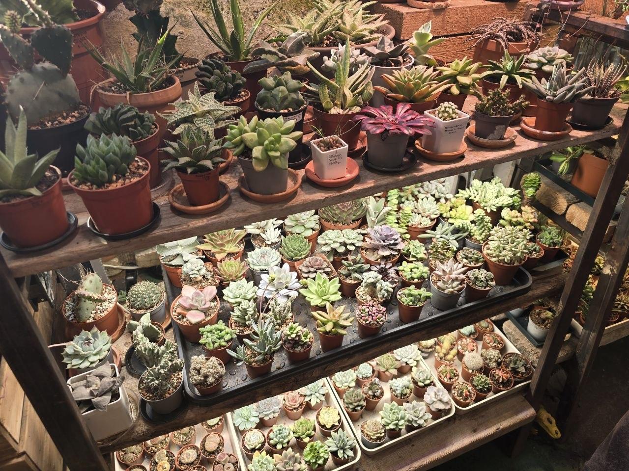 Новая Голландия в Петербурге организует обмен растениями