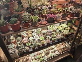 Новая Голландия в Петербурге организует обмен растениями