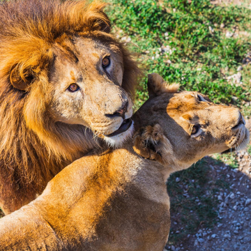Экскурсия в парк львов «Тайган»