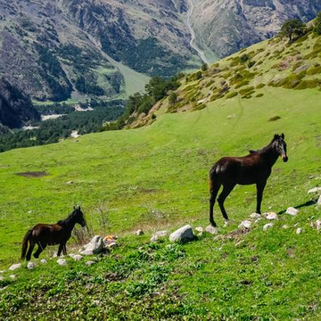 Однодневный тур в Гоор, Кахиб и Язык Тролля