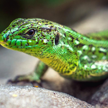 Выставка экзотических животных «Дом драконов» со скидкой до 30%