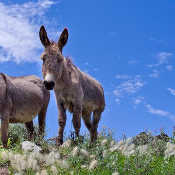 Автобусно-пешеходная экскурсия в контактный зоопарк с прогулкой на осликах