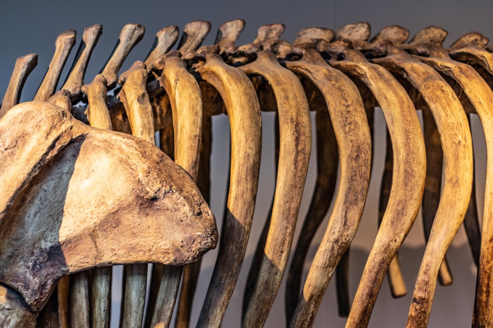 Зоологический музей