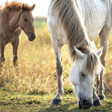 Конный клуб «Герой» в деревне Малое Заречье