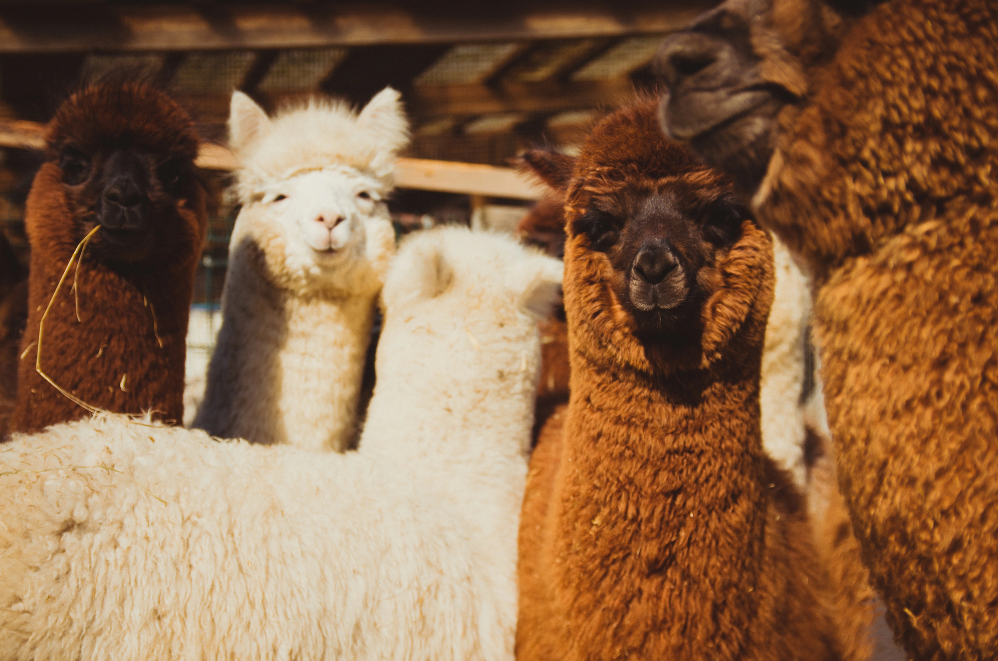 Комплекс «Городская ферма»