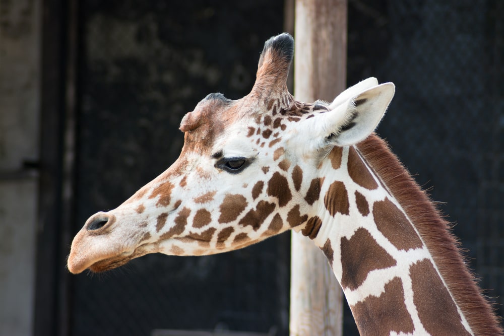 Ленинградский зоопарк