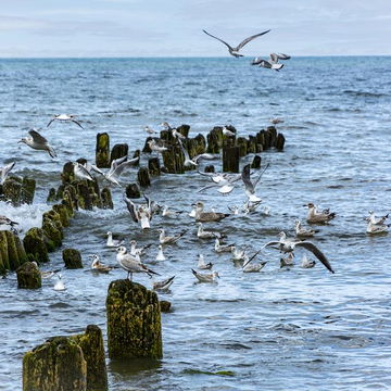 Автобусно-пешеходная экскурсия на Куршскую косу, в Зеленоградск и сыроварню Шаакендорф с дегустацией со скидкой 20%