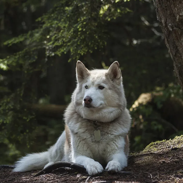 Однодневный тур «Карельские хаски и мраморный мир» со скидкой до 28%