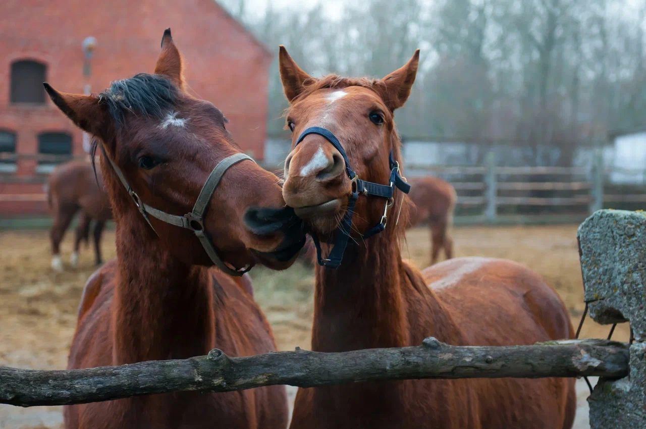 Часовая конная прогулка со скидкой 50%