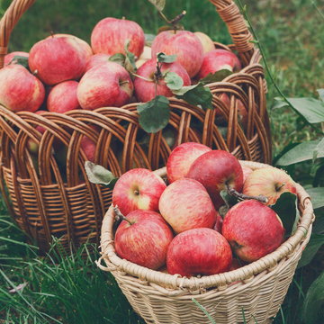 Двухдневный тур «Яблоневые сады Псковского края»
