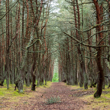 Автобусно-пешеходная экскурсия «Куршская коса и орнитологическая станция» со скидкой 20%
