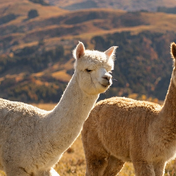 Автобусная экскурсия «Ферма альпак»