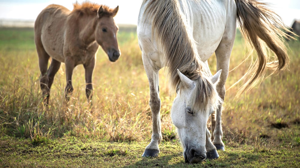 Конный клуб «Авенсис»