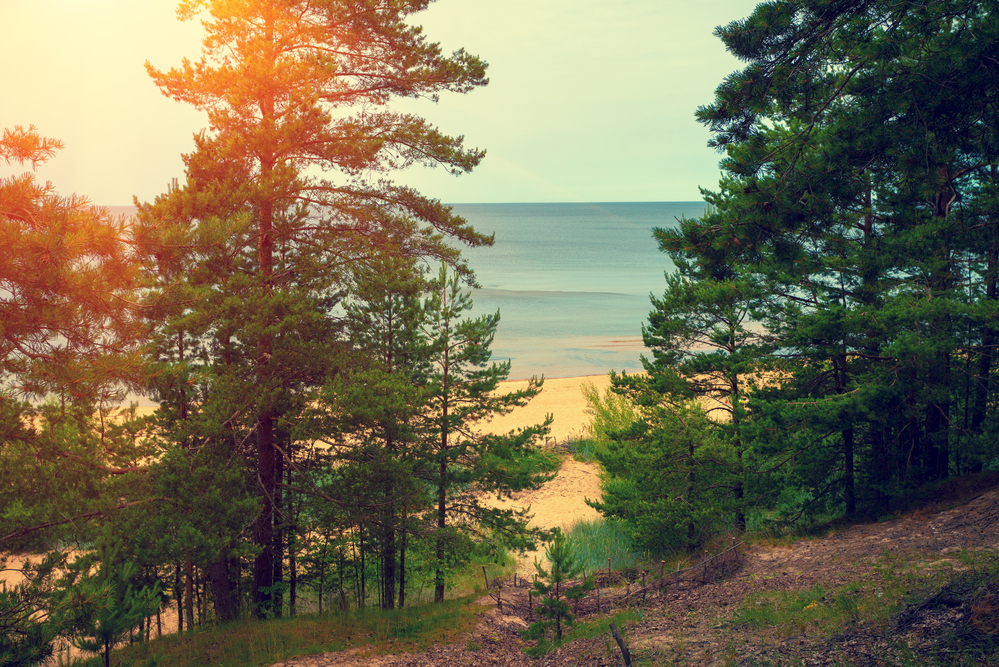 Экскурсия в мини-группе «Необыкновенная Куршская коса и прекрасный Зеленоградск»
