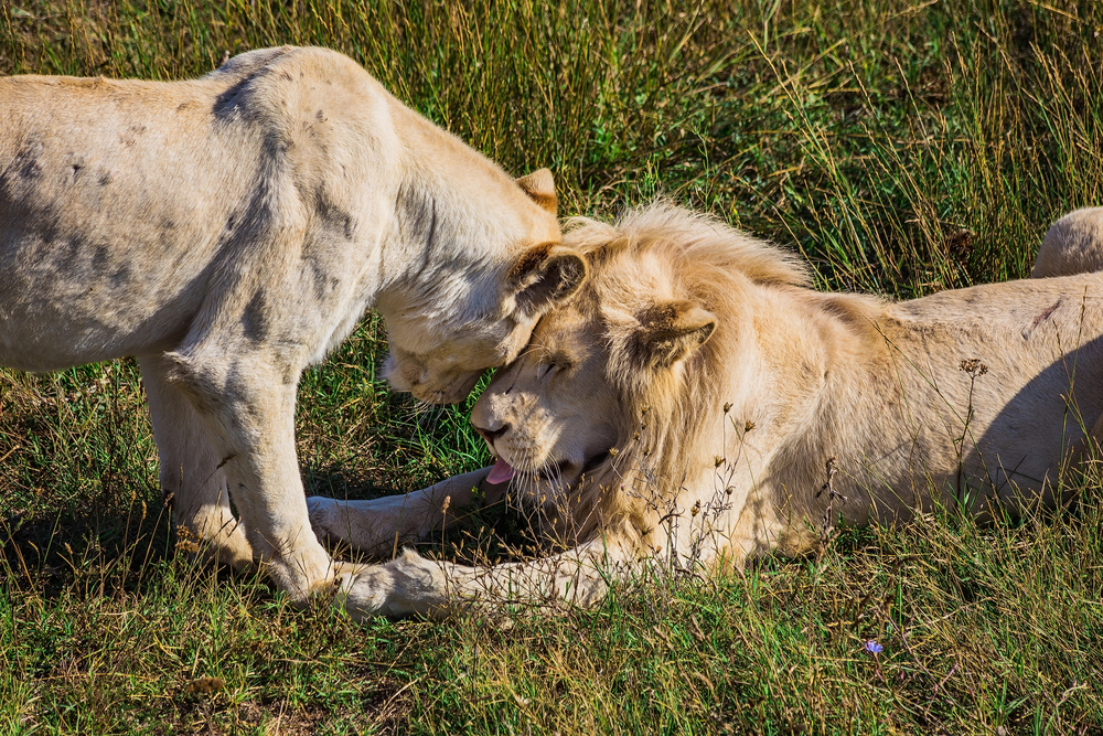 Автобусная экскурсия «Сафари-парк львов «Тайган» со скидкой 20%