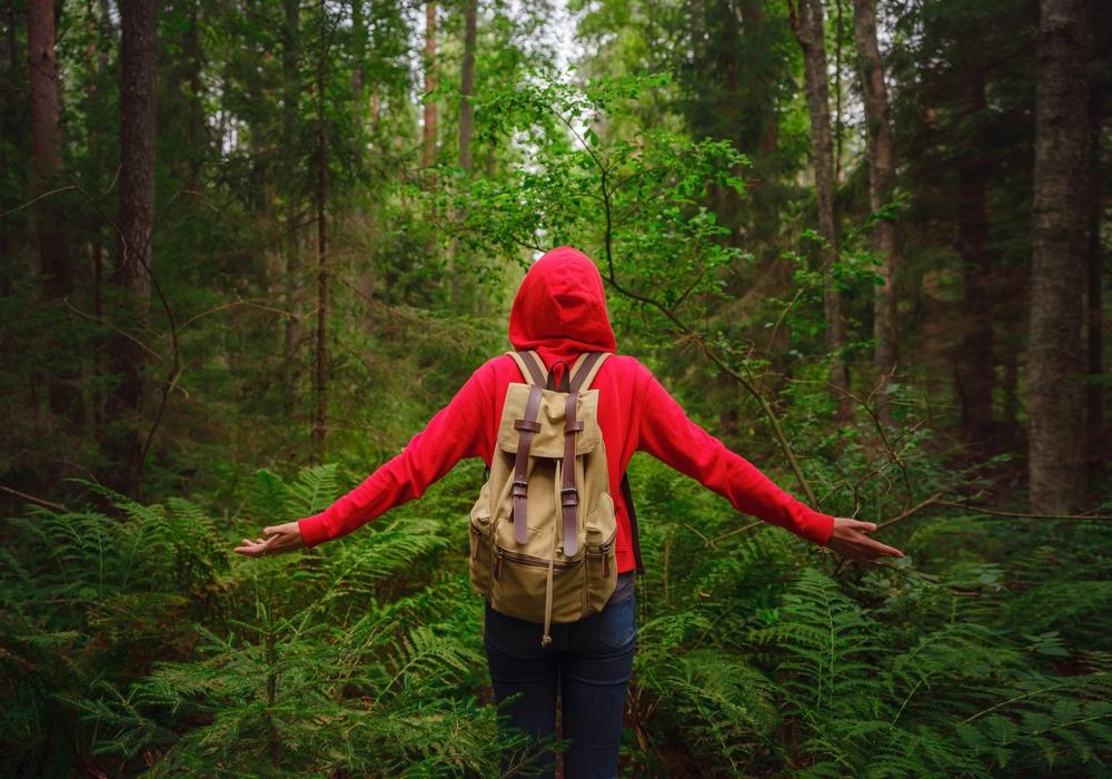 Экотропа в Комарово