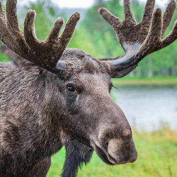 Посещение костромской лосефермы «Маленькие копыта и большие сердца»