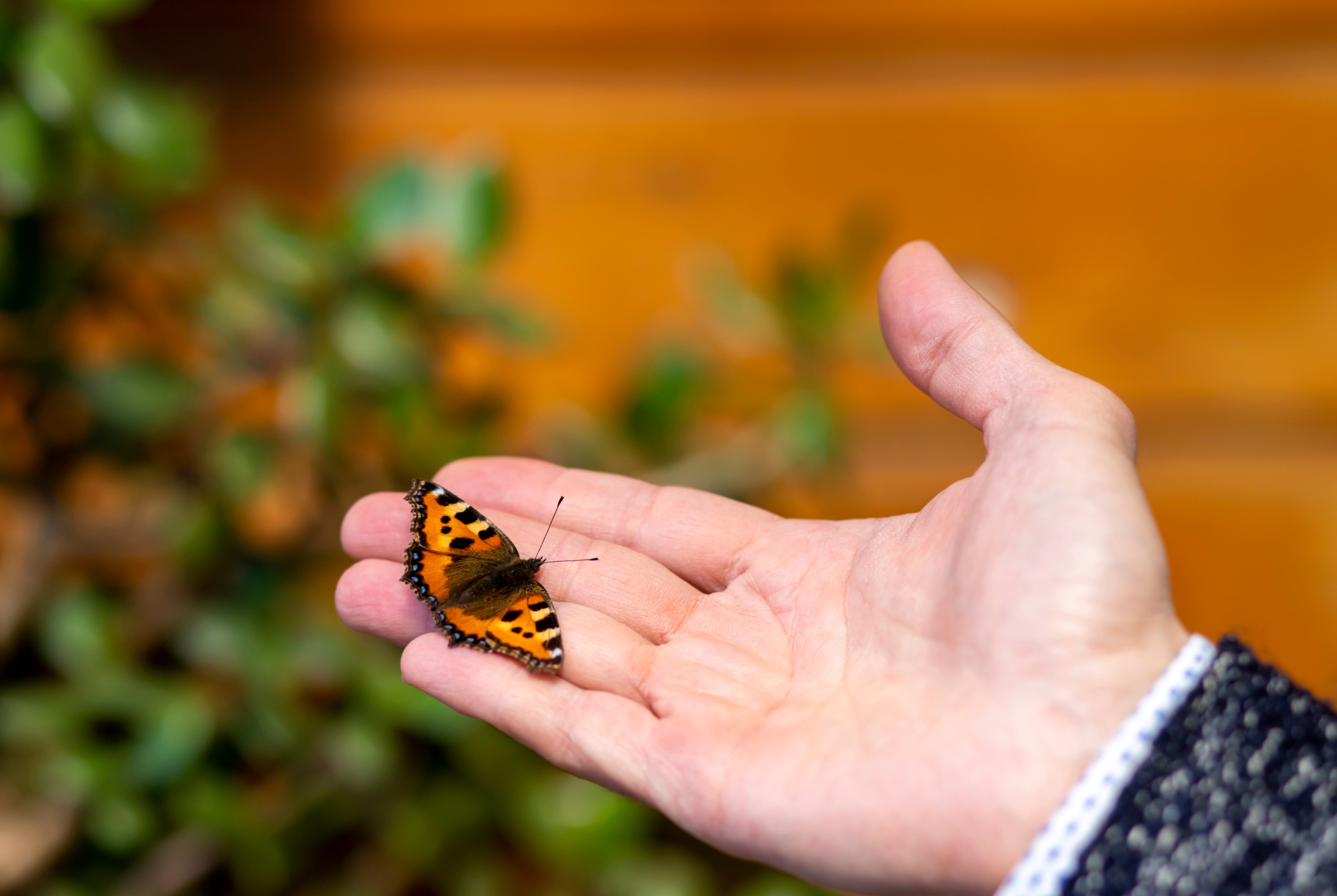 Парк живых тропических бабочек (Butterfly Garden)