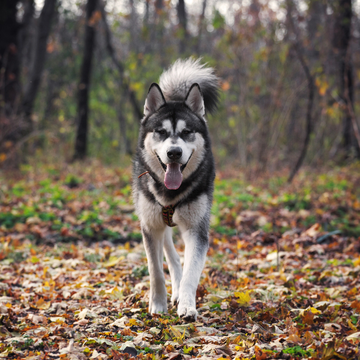 Дог-трекинг по маршруту «Торгашинский хребет» со скидкой 20%