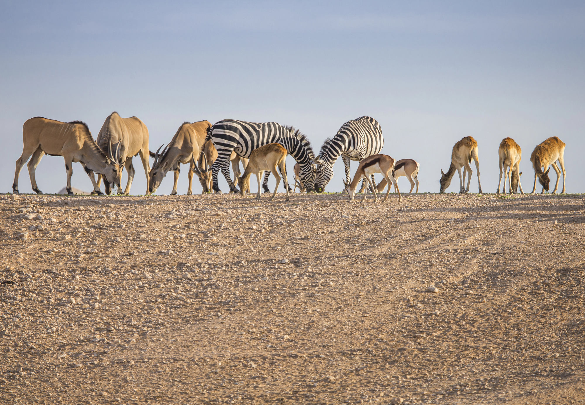 Зоопарк Dubai Safari Park с туром по тарифу Explorer