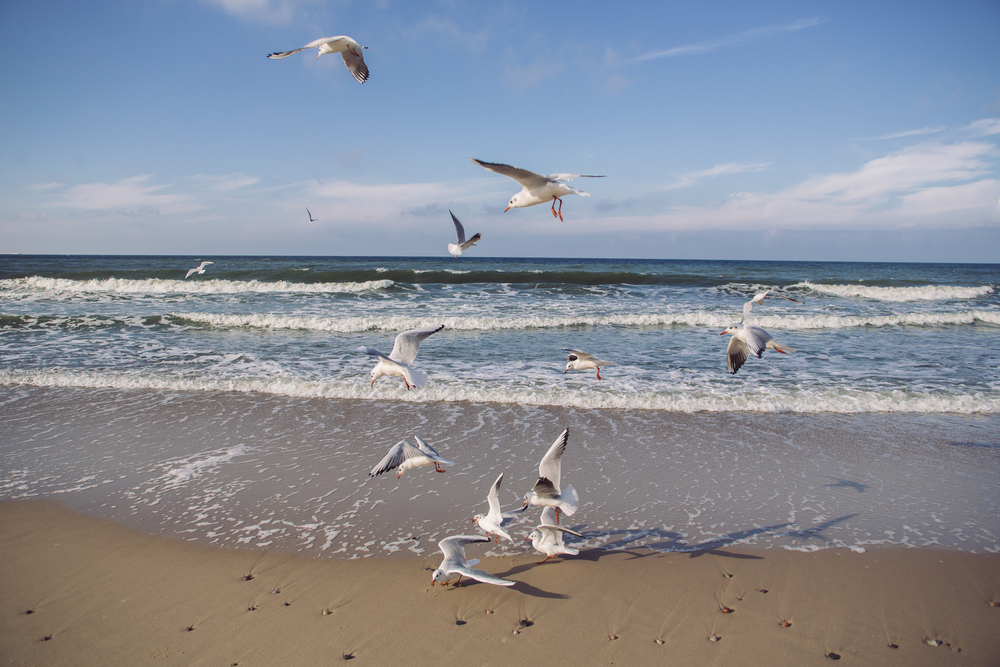 Автобусно-пешеходная экскурсия «Балтийск и Балтийская коса: к самой западной точке России» со скидкой 20%