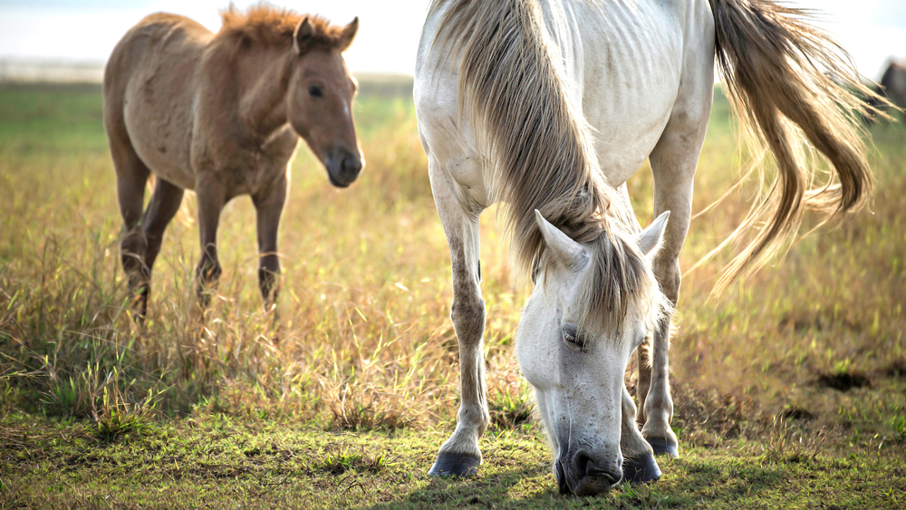 Конный клуб «Герой» в деревне Малое Заречье