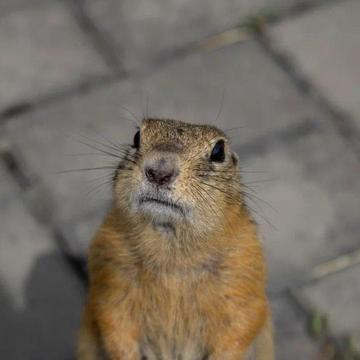 Индивидуальная экскурсия «Суслисейшен» на остров Татышев со скидкой 21%