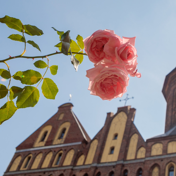 Майские праздники в Калининграде