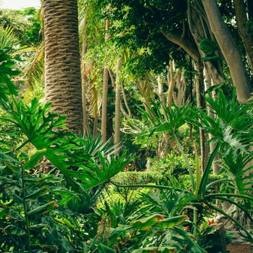 Оранжерея Таврического сада