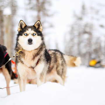 Хаски центр «Белый ветер»