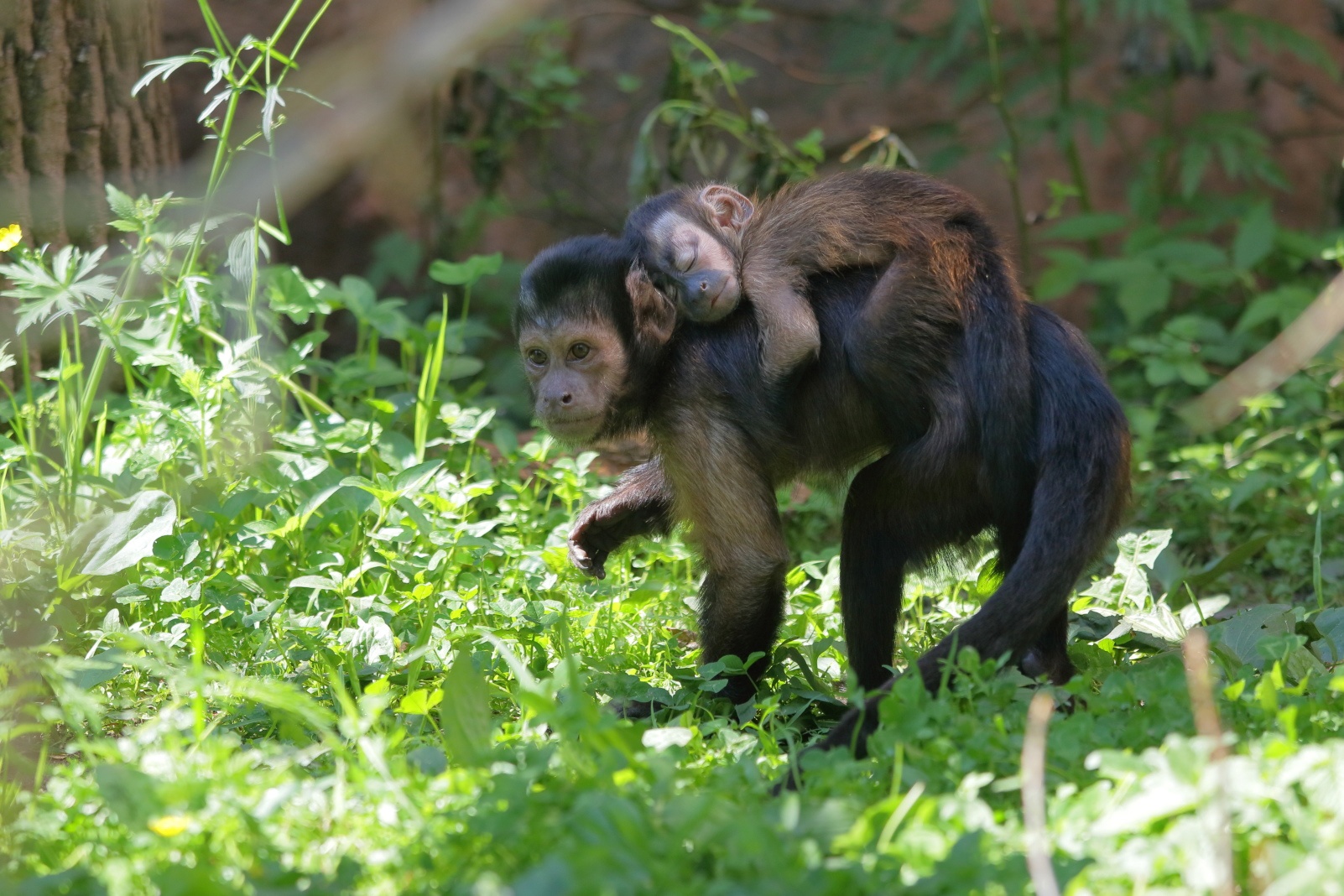 Ленинградский зоопарк повысит стоимость входного билета
