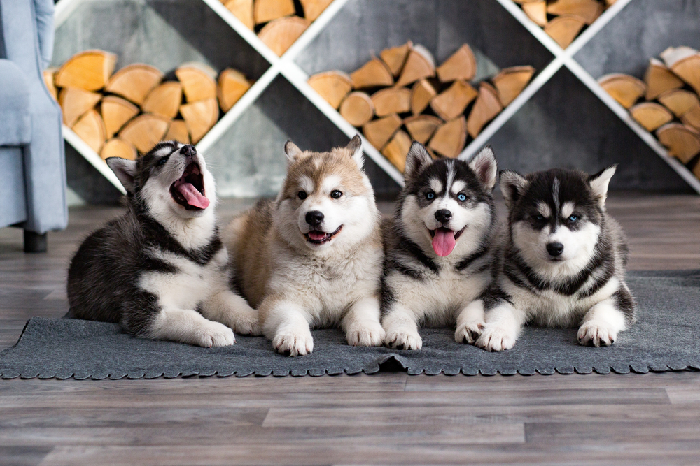 Фотостудия Husky Like