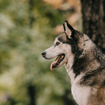 Дог-трекинг по маршруту «Гремячая грива — видовка Серебряниковская» со скидкой 20%