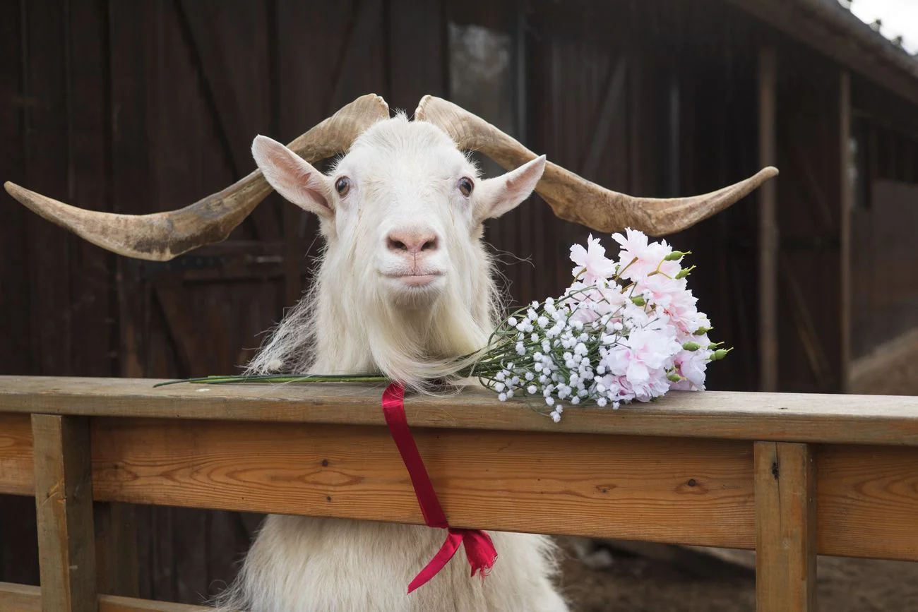 Посещение «Городской фермы» на ВДНХ в будни со скидкой 20%
