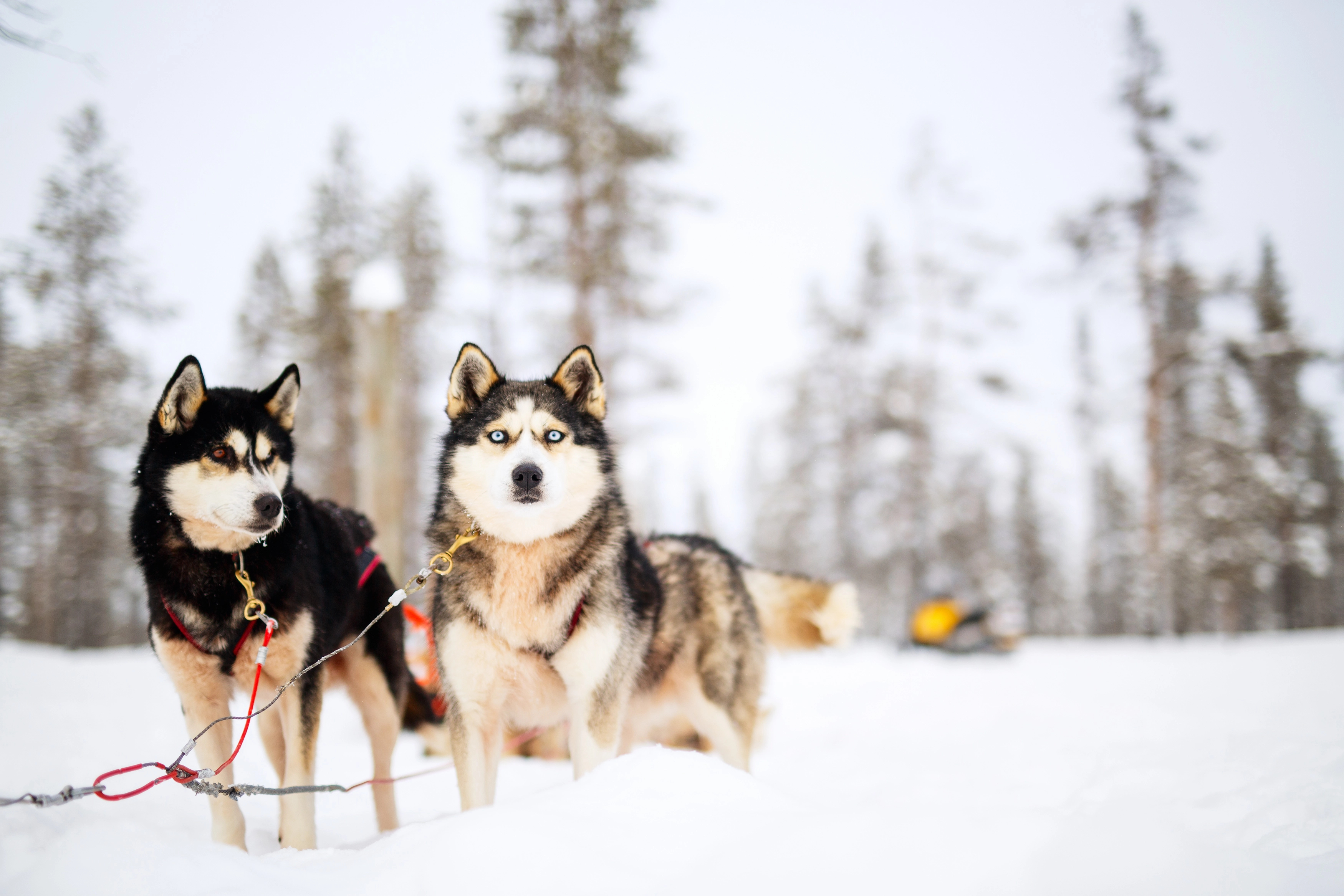 Хаски центр «Белый ветер»