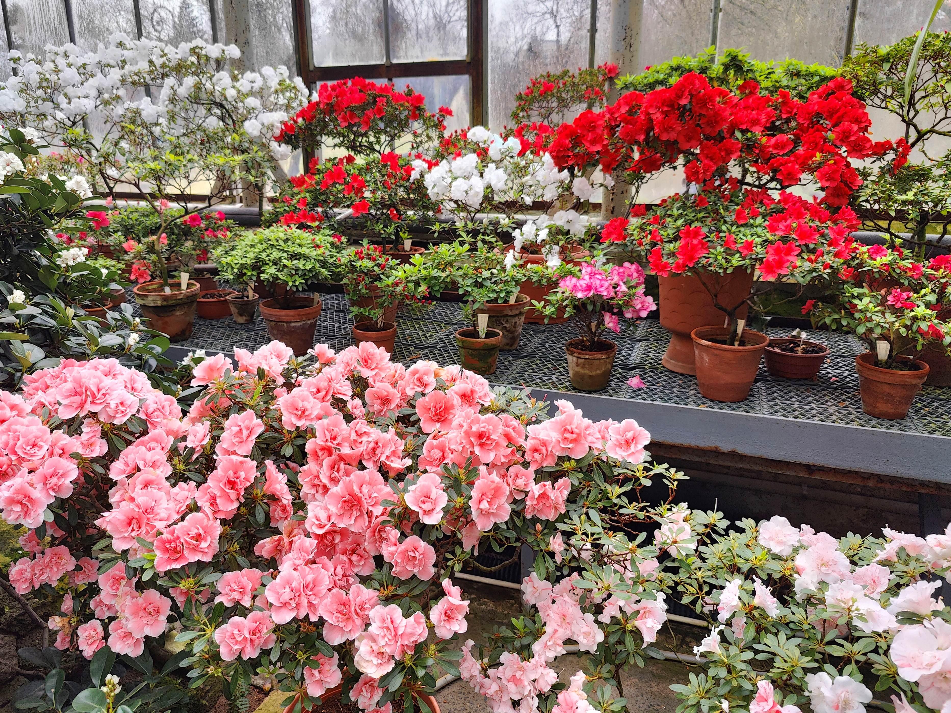 Ботанический сад СПб на майские праздники проведет фестиваль