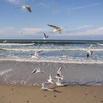 Автобусно-пешеходная экскурсия «Балтийск и Балтийская коса: к самой западной точке России» со скидкой 20%