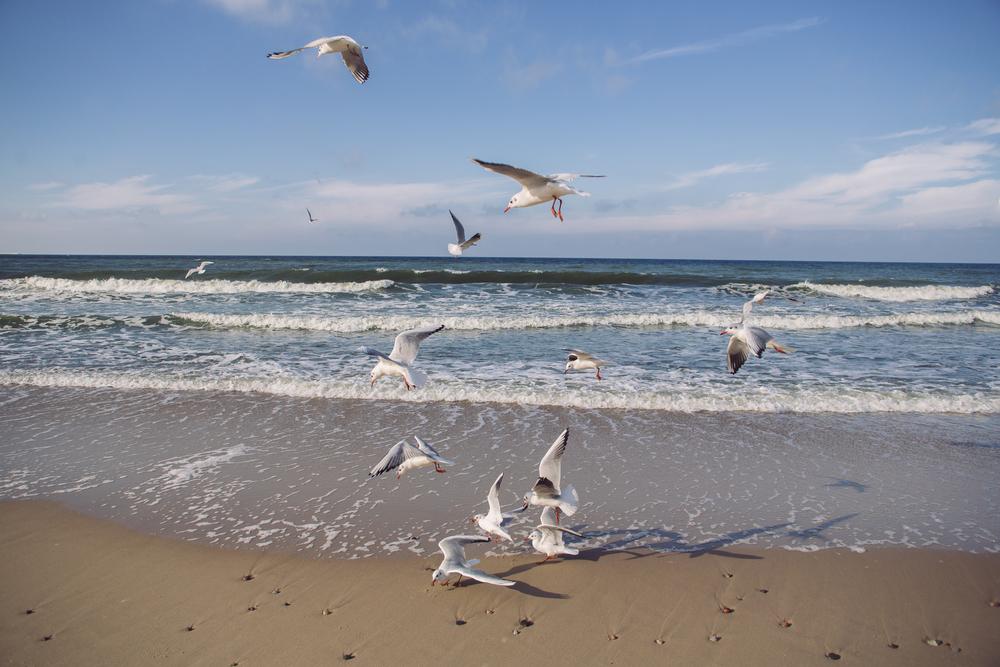 Янтарный в Калининградской области: что посмотреть в 2025 и пляжи