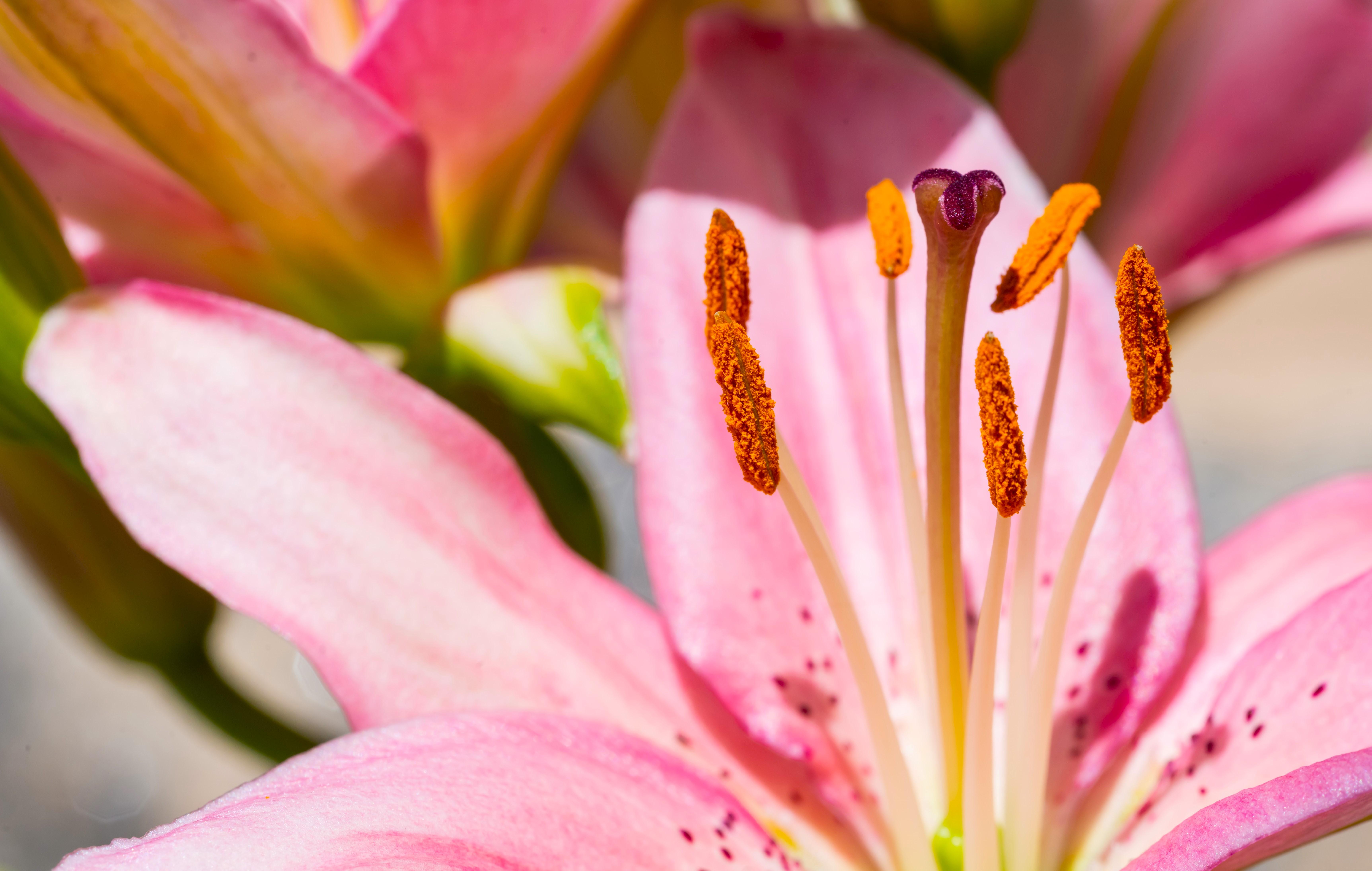 Копьевидная лилия распустилась в «Аптекарском огороде» впервые за 300 лет