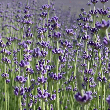 Автобусная экскурсия «Крымский Прованс»