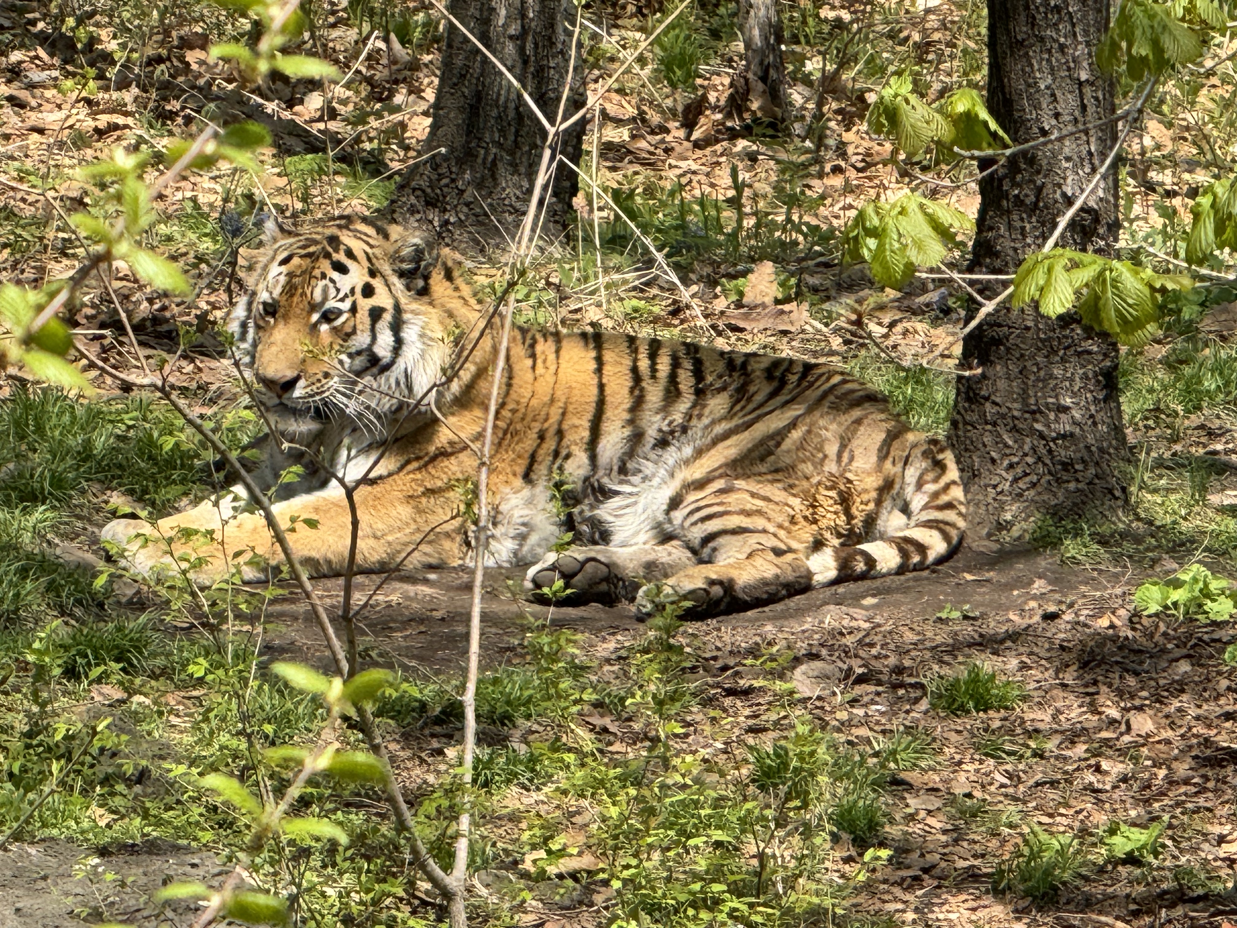 Экскурсия в Сафари-парк с остановками у пляжа Шамора и бухты Стеклянная